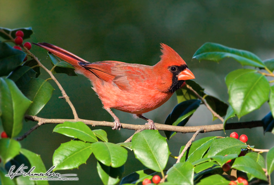 Wildlife Photography Galery Image