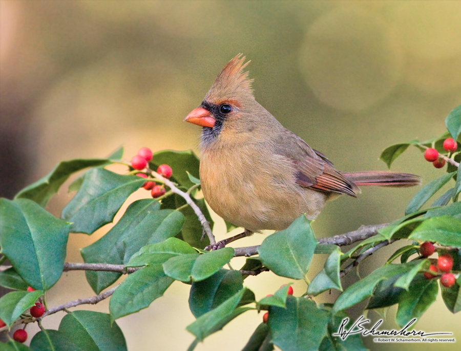 Wildlife Photography Galery Image