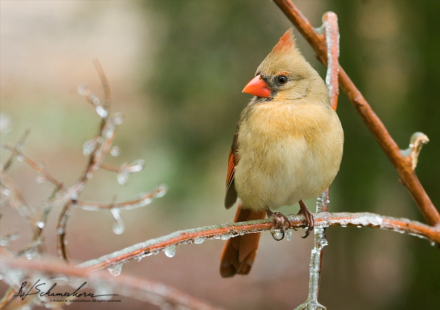 Wildlife Photography Galery Image