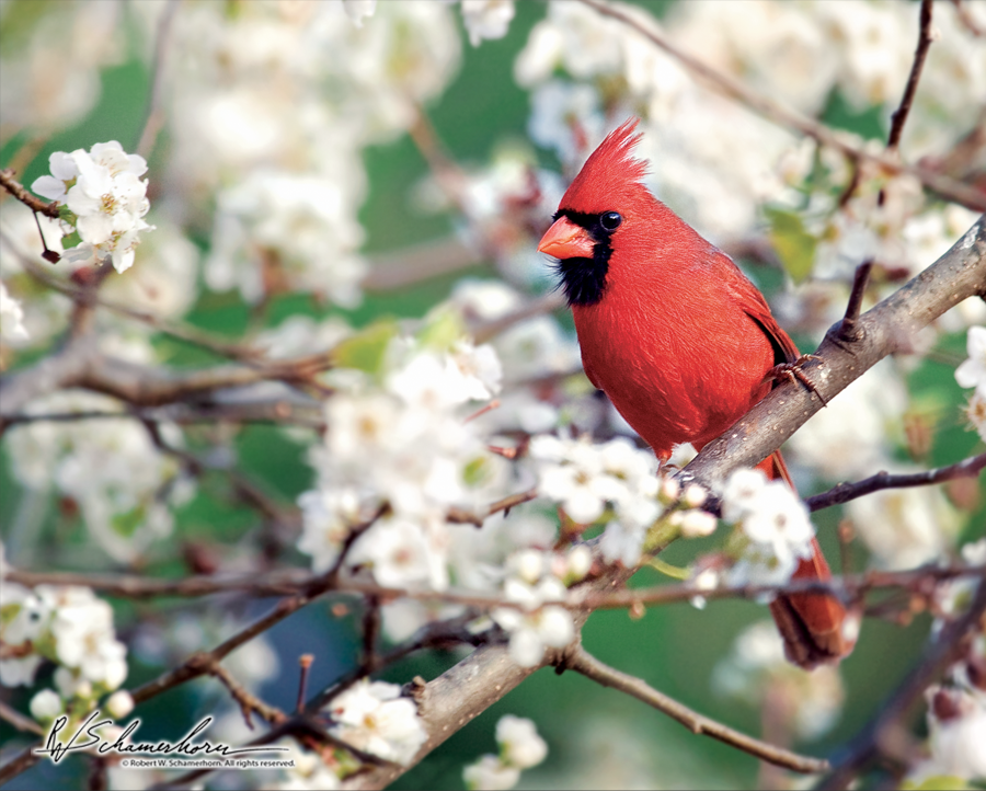 Wildlife Photography Galery Image