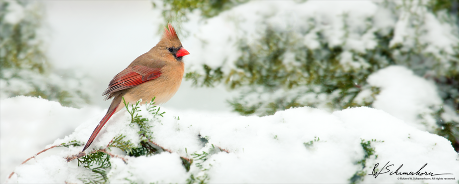 Wildlife Photography Galery Image