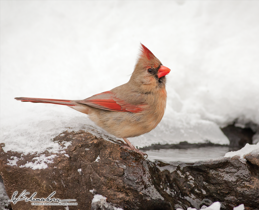 Wildlife Photography Galery Image