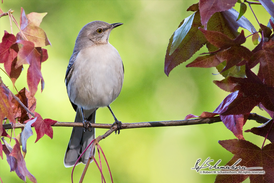 Wildlife Photography Gallery Image