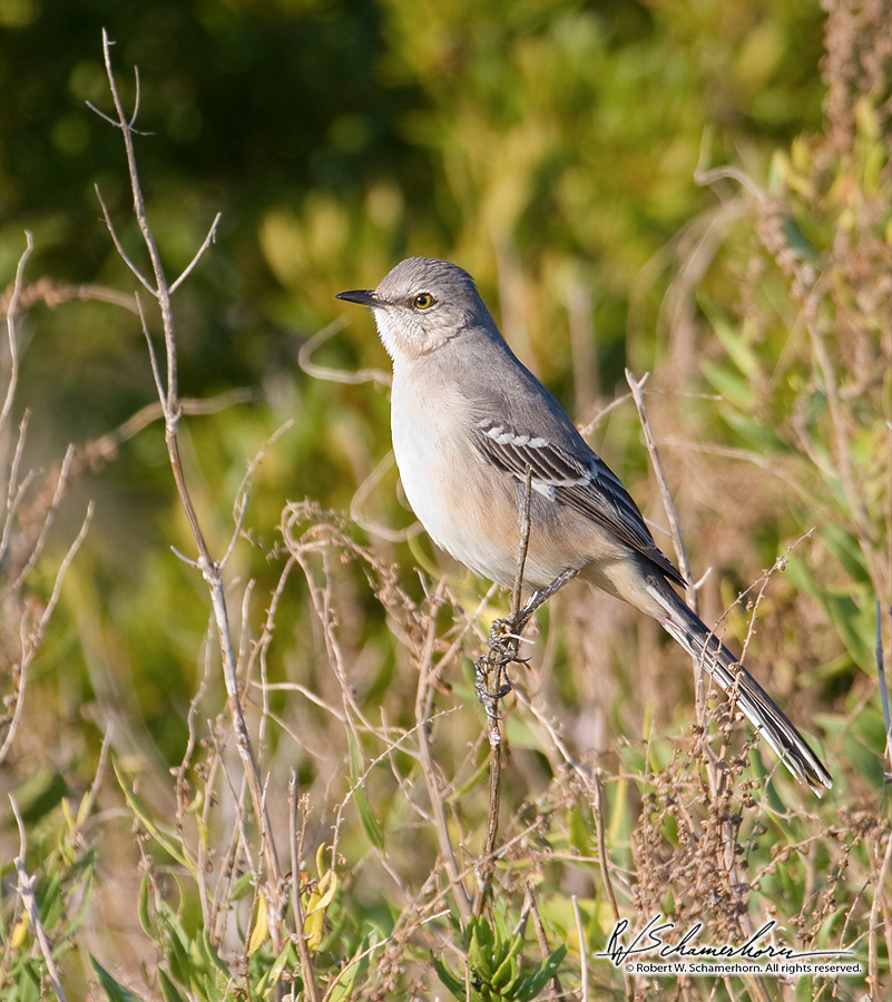 Wildlife Photography Gallery Image