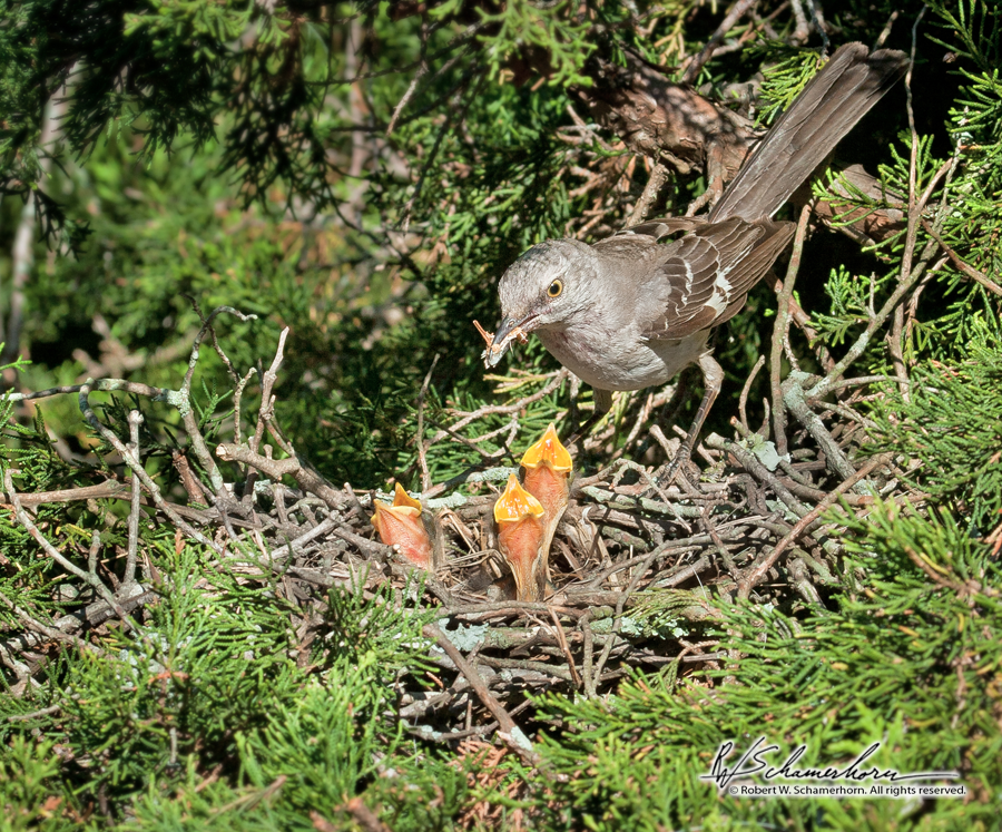 Wildlife Photography Gallery Image