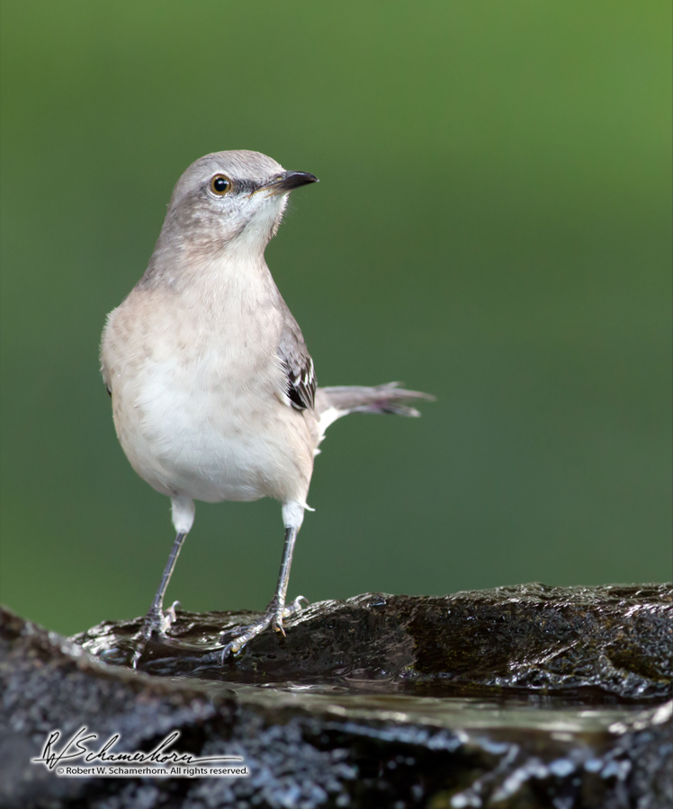 Wildlife Photography Gallery Image