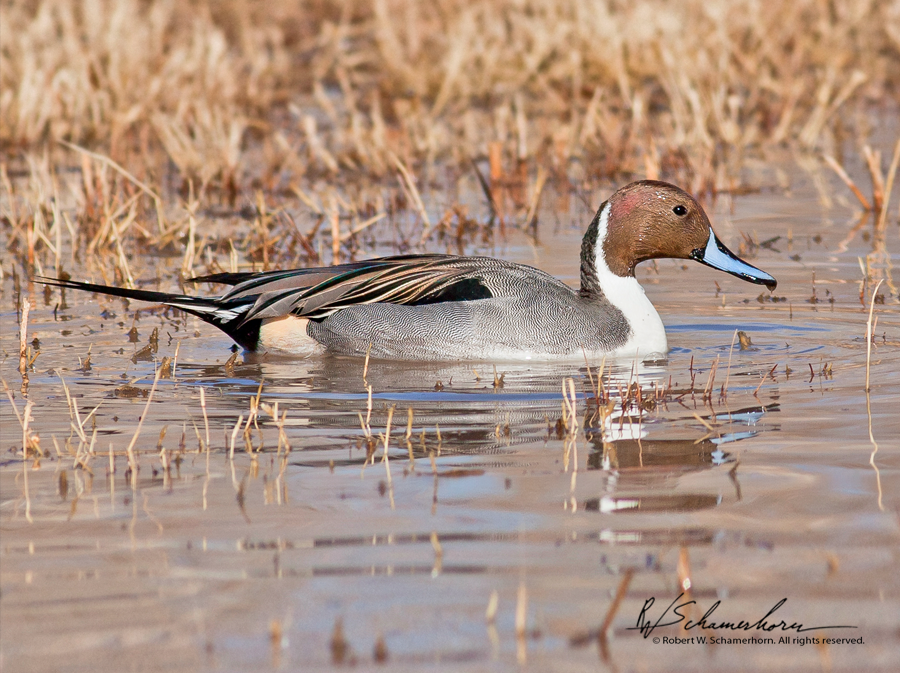 Wildlife Photography Gallery Image