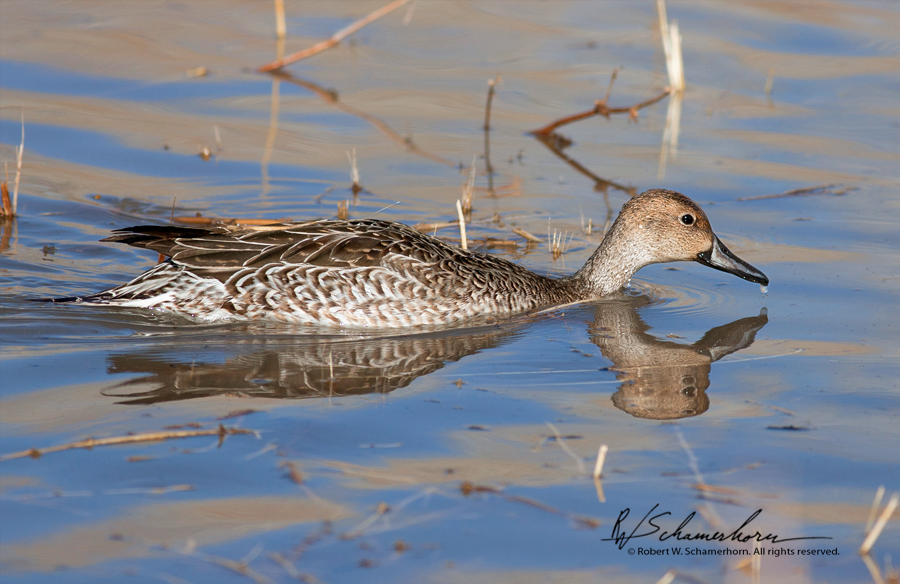 Wildlife Photography Gallery Image