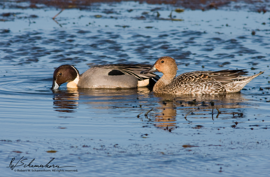 Wildlife Photography Gallery Image