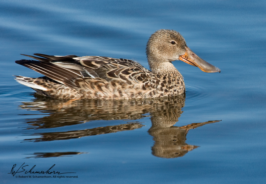 Wildlife Photography Gallery Image