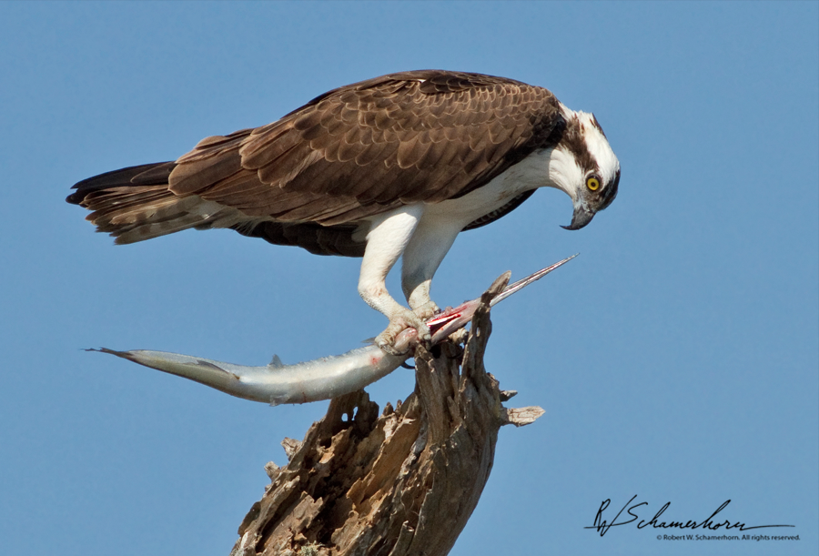 Wildlife Photography Galery Image