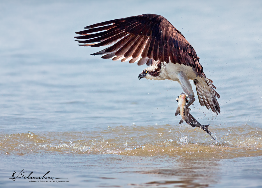 Wildlife Photography Galery Image