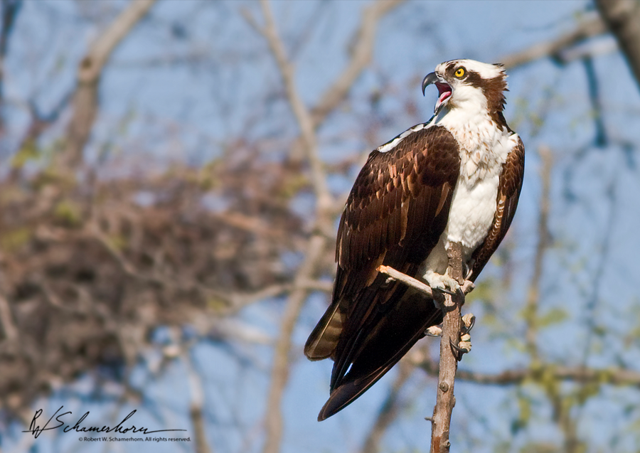 Wildlife Photography Galery Image