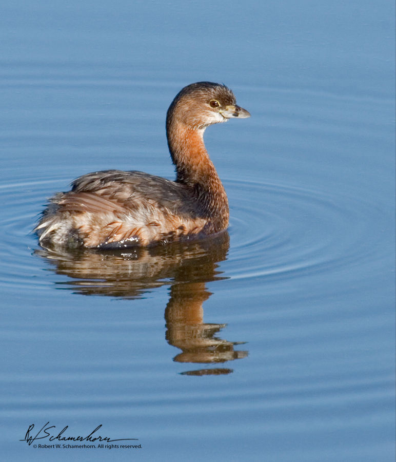 Wildlife Photography Gallery Image