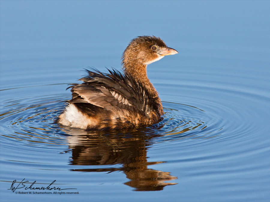 Wildlife Photography Gallery Image