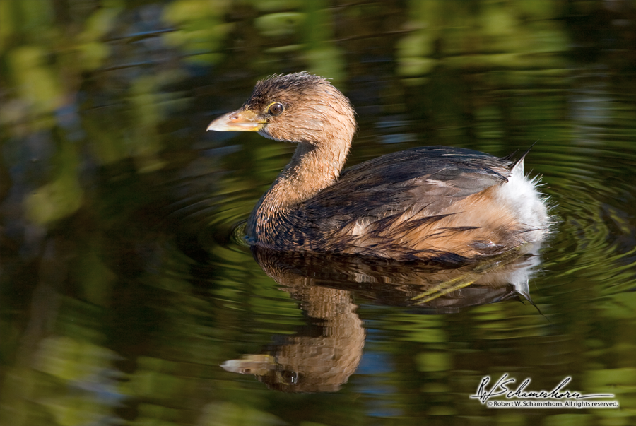 Wildlife Photography Gallery Image