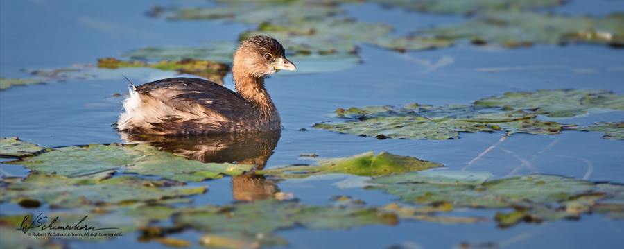 Wildlife Photography Gallery Image