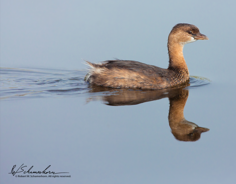 Wildlife Photography Gallery Image