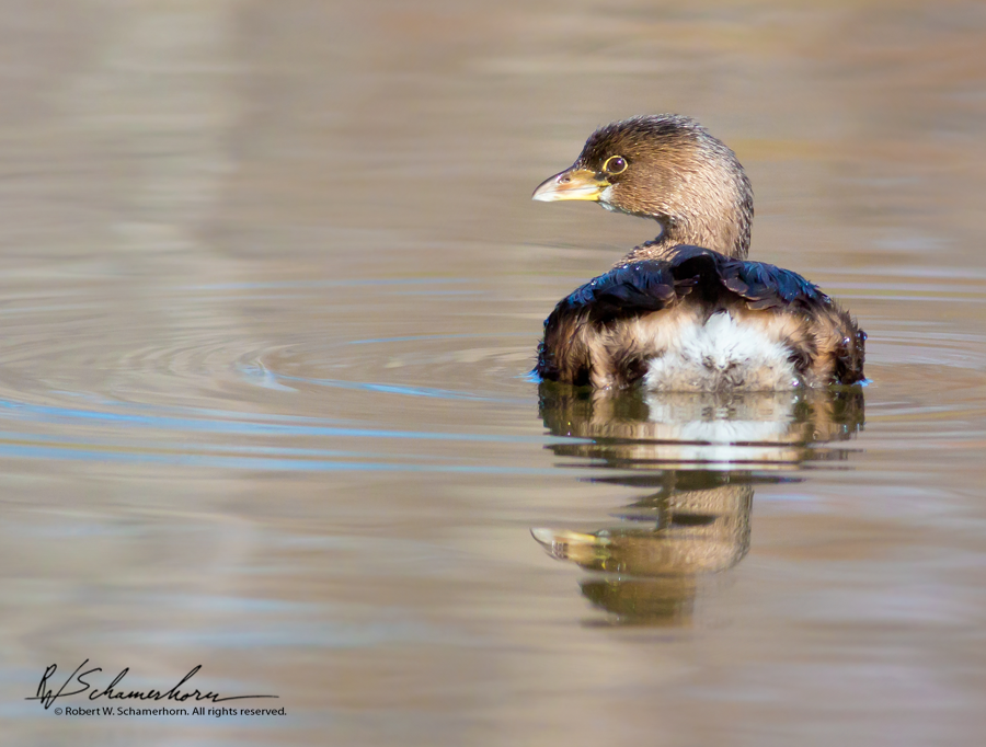 Wildlife Photography Gallery Image