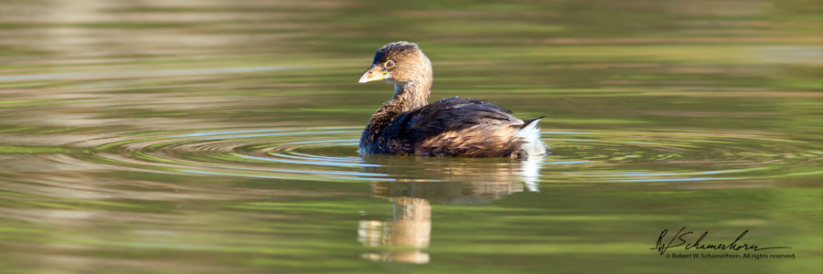 Wildlife Photography Gallery Image