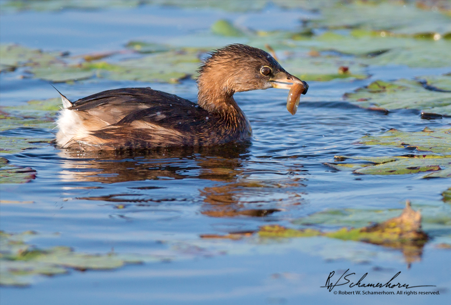 Wildlife Photography Gallery Image