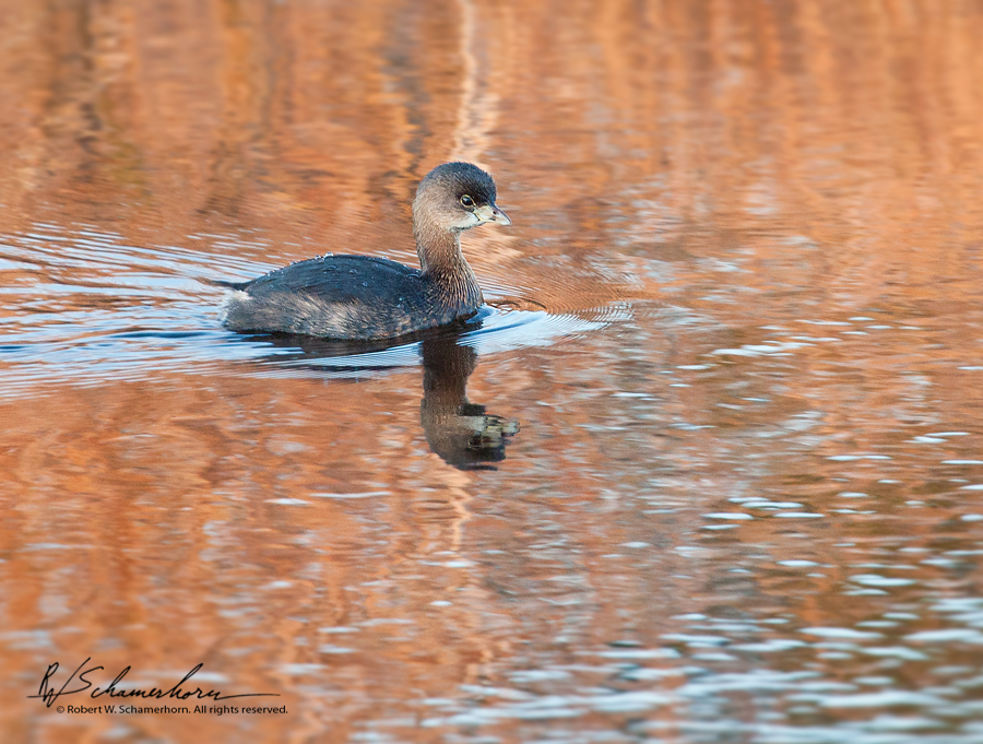 Wildlife Photography Gallery Image