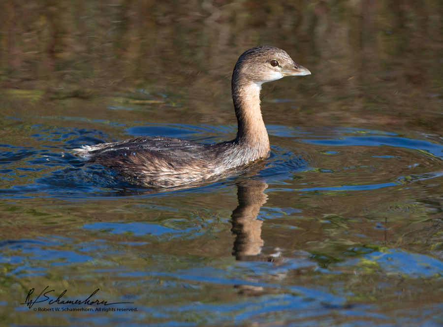 Wildlife Photography Gallery Image