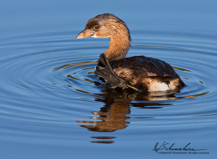 Wildlife Photography Gallery Image