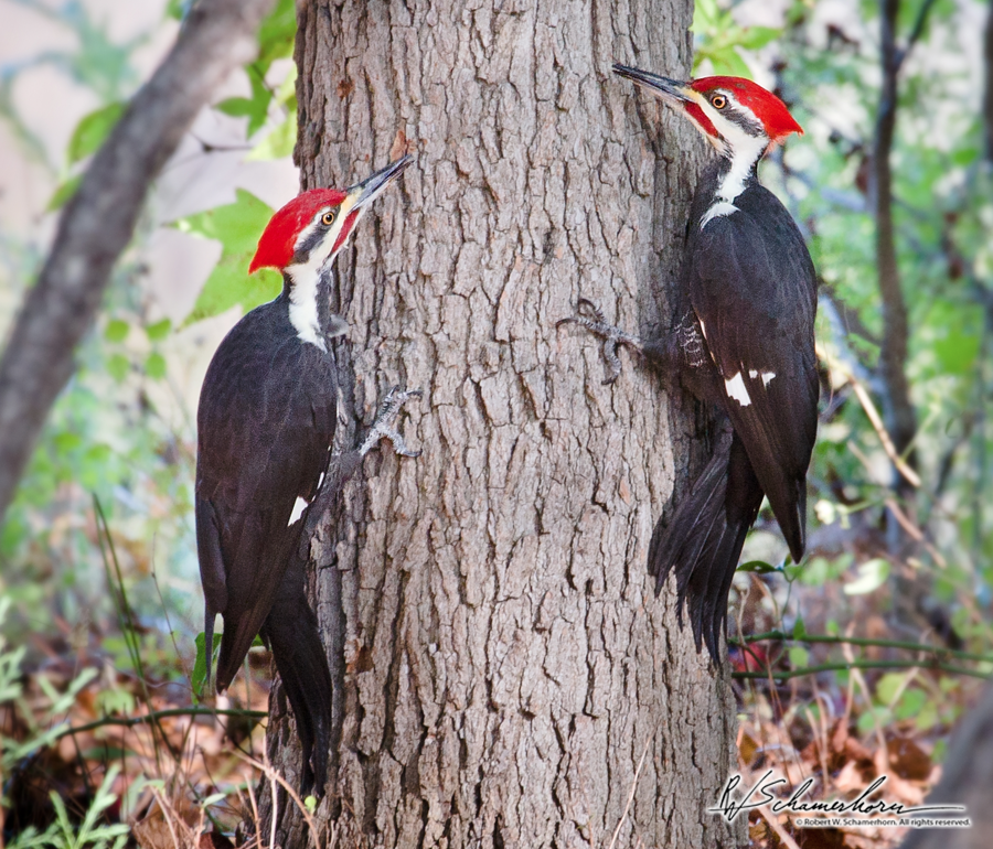 Wildlife Photography Galery Image