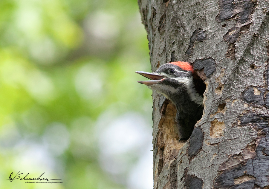 Wildlife Photography Galery Image