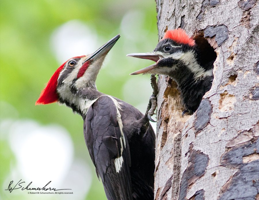 Wildlife Photography Galery Image