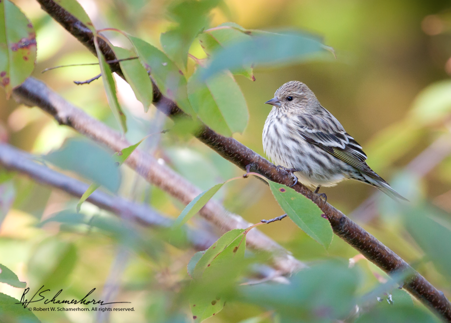 Wildlife Photography Gallery Image