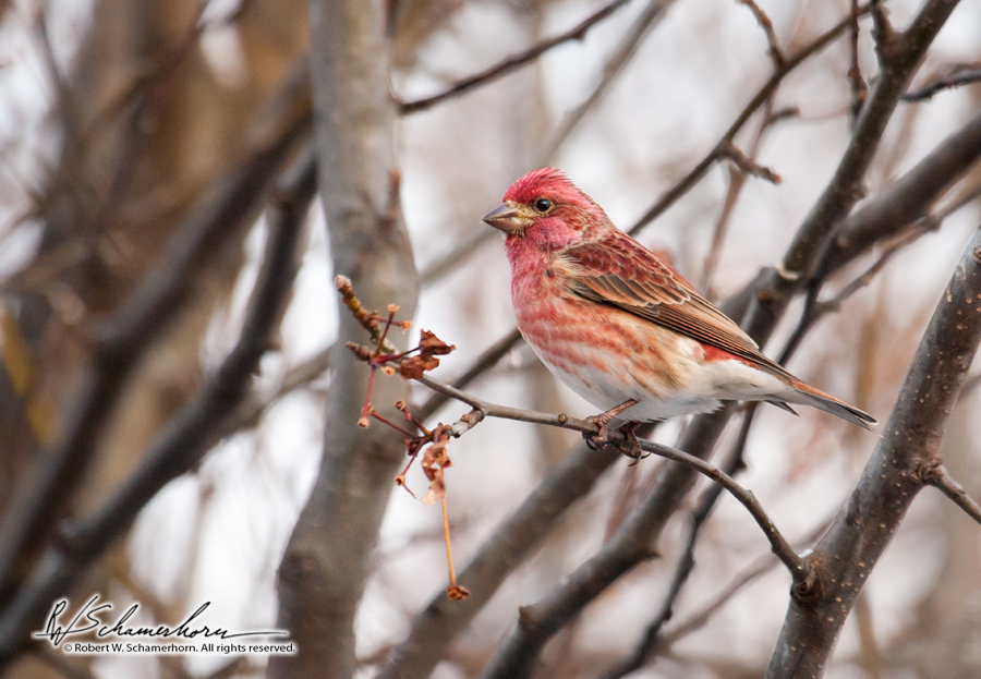 Wildlife Photography Gallery Image