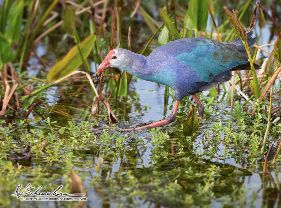 Wildlife Photography Gallery Image