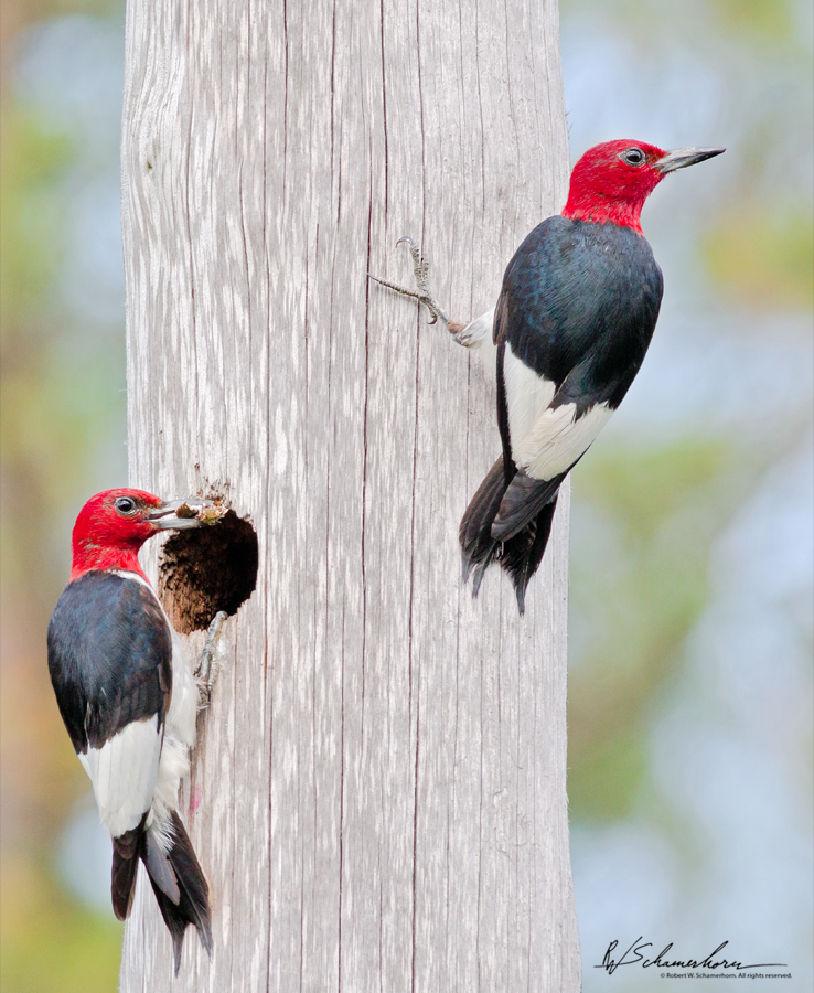 Wildlife Photography Galery Image