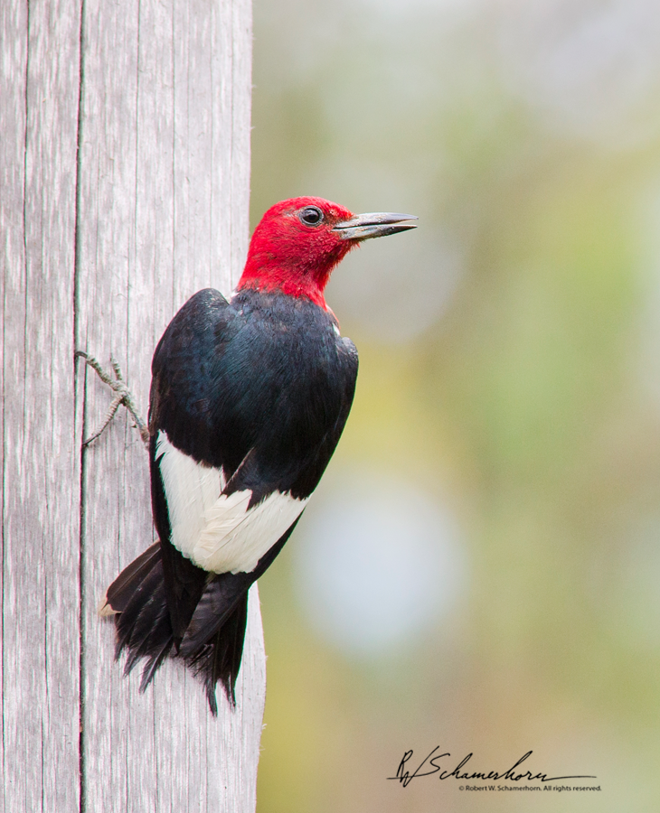 Wildlife Photography Galery Image