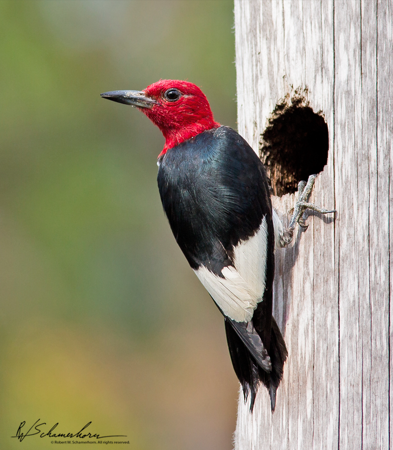 Wildlife Photography Galery Image