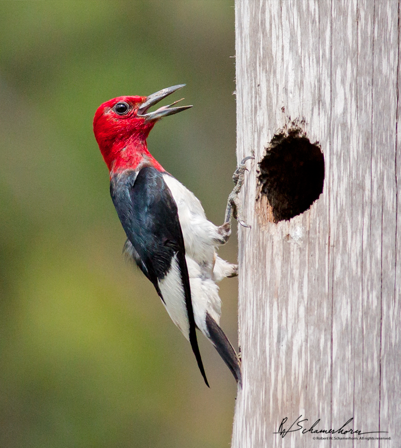 Wildlife Photography Galery Image