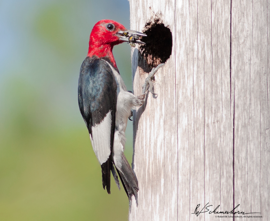 Wildlife Photography Galery Image