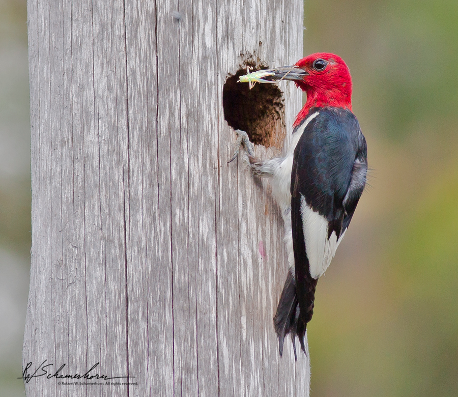 Wildlife Photography Galery Image