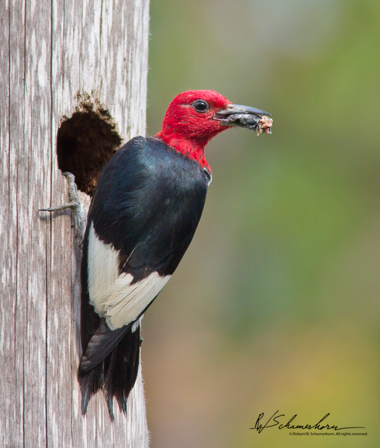 Wildlife Photography Galery Image