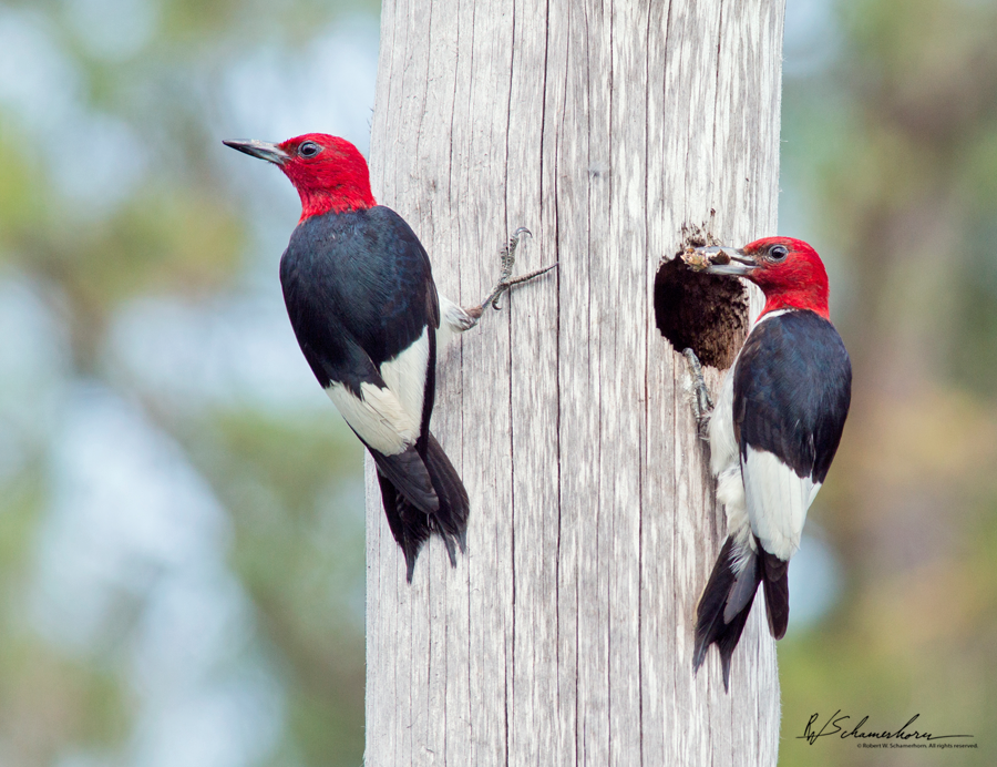 Wildlife Photography Galery Image