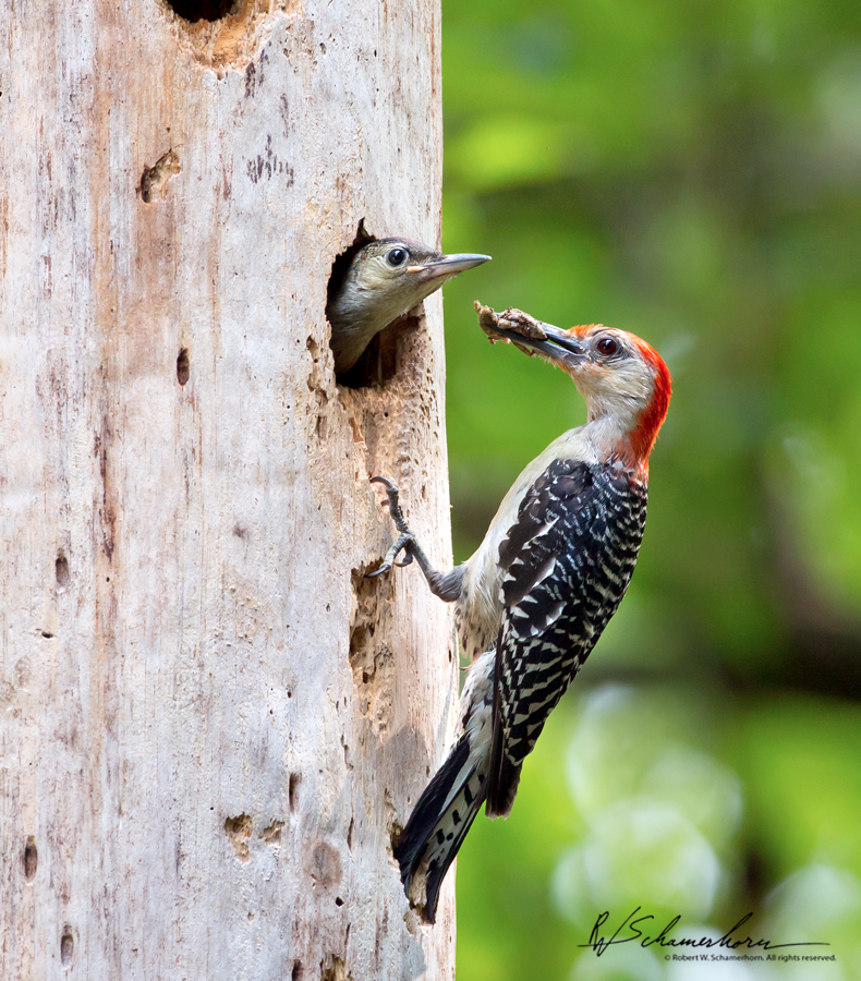 Wildlife Photography Galery Image