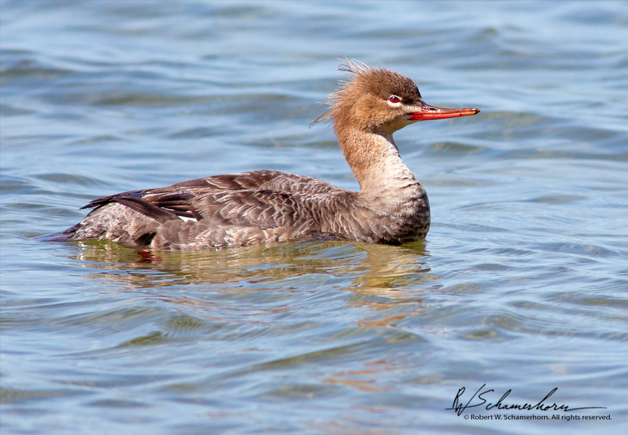 Wildlife Photography Gallery Image