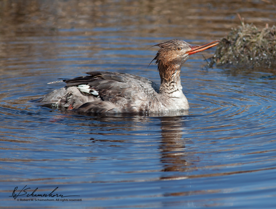 Wildlife Photography Gallery Image