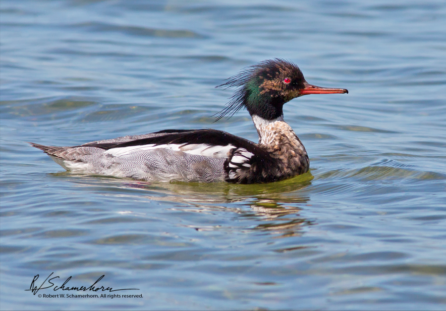 Wildlife Photography Gallery Image