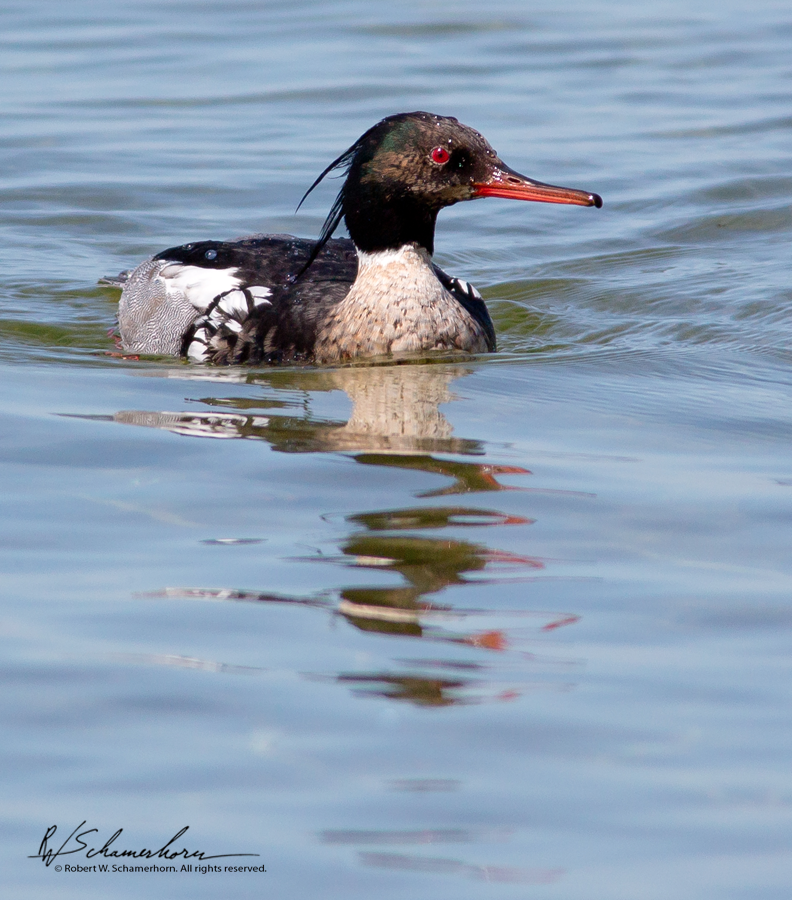 Wildlife Photography Gallery Image