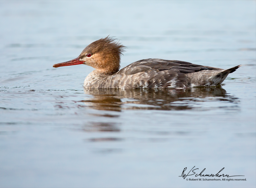 Wildlife Photography Gallery Image