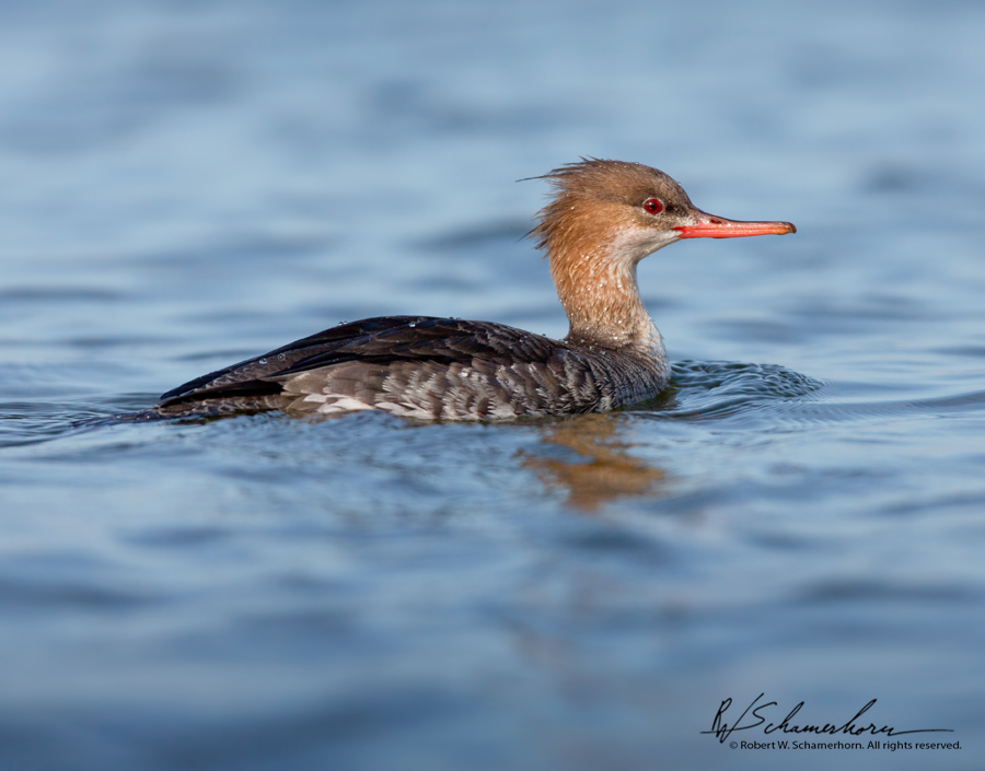 Wildlife Photography Gallery Image