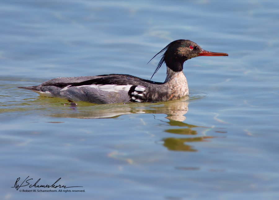 Wildlife Photography Gallery Image